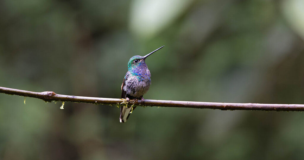 A green-backed hummingbird sits on a branch. Wheely Tyred Secrets of the Ecuadorian Amazon