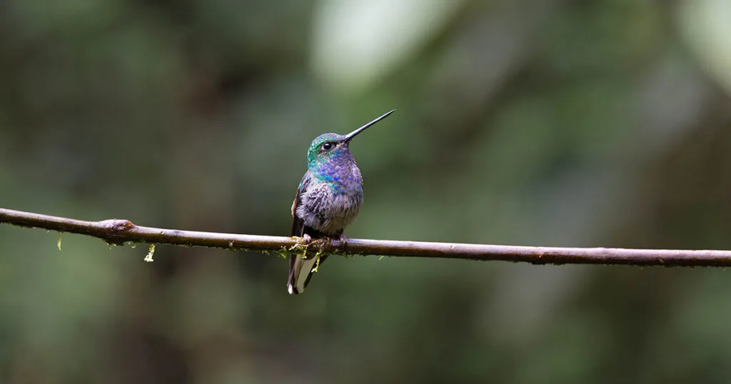 A green-backed hummingbird sits on a branch. Wheely Tyred Amazon Ecuador food guide
