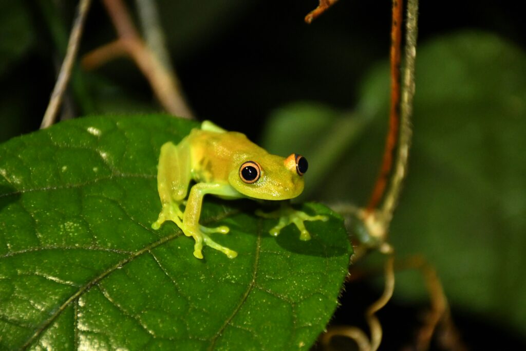A yellow frog sits on a leaf in Ecuador.
