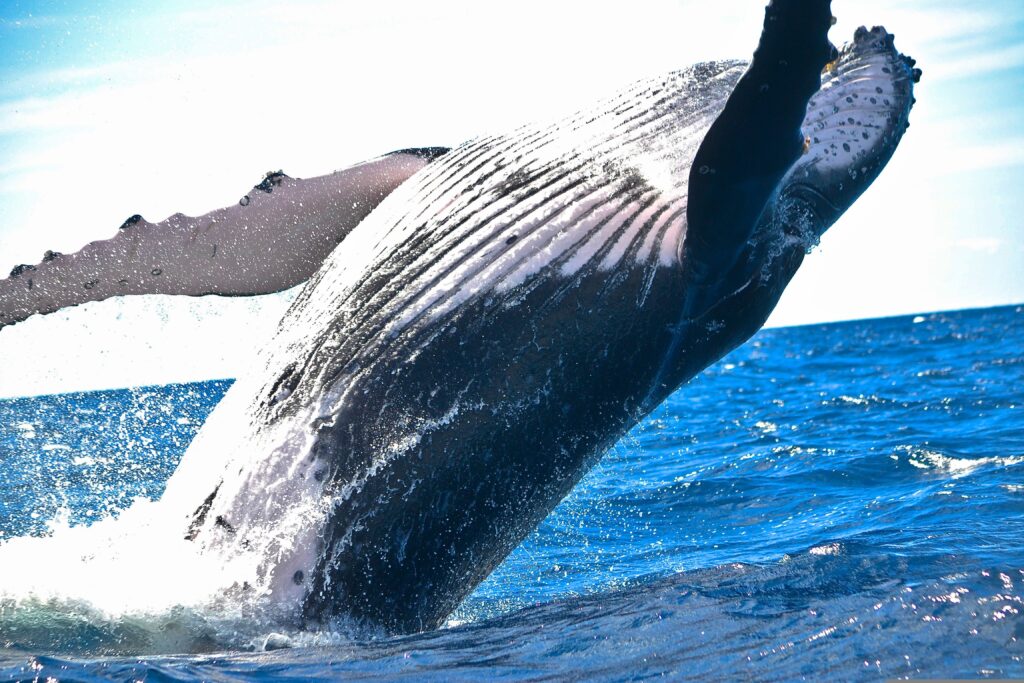 A humpback whale bursts through the water.