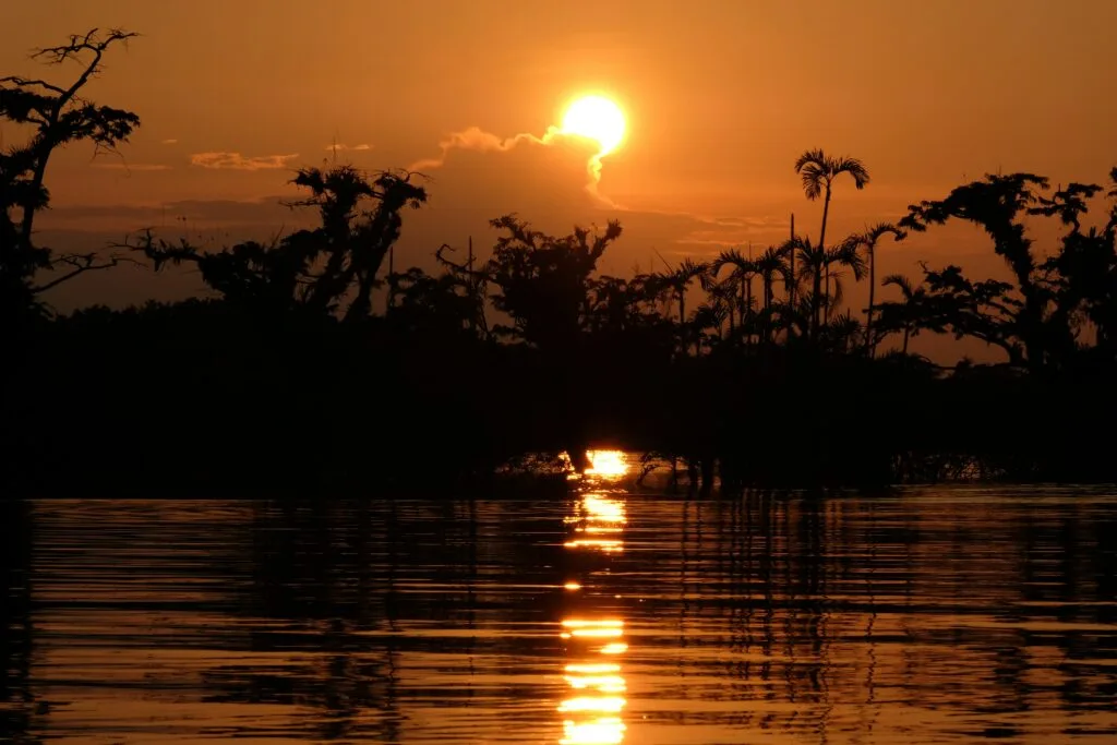 The sun sets over a lake in the Amazon rainforest. The huge trees are silhouettes and everything is bathed in orange light in Ecuador. Wheely Tyred best things to do in Cuyabeno