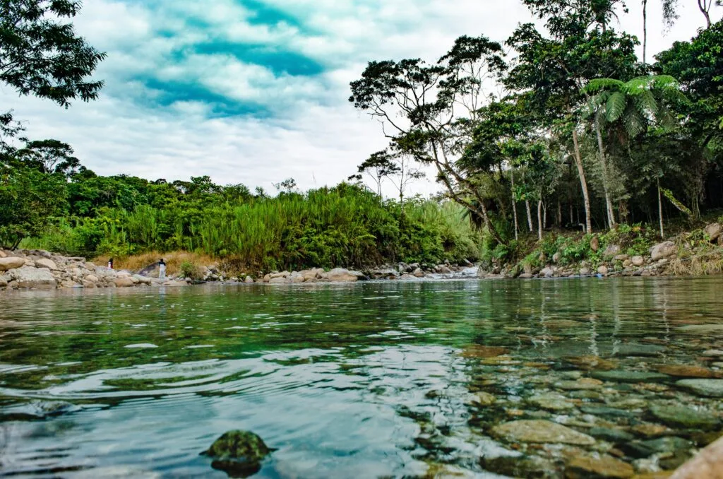 A reiver flows through a green jungle in Ecuador.