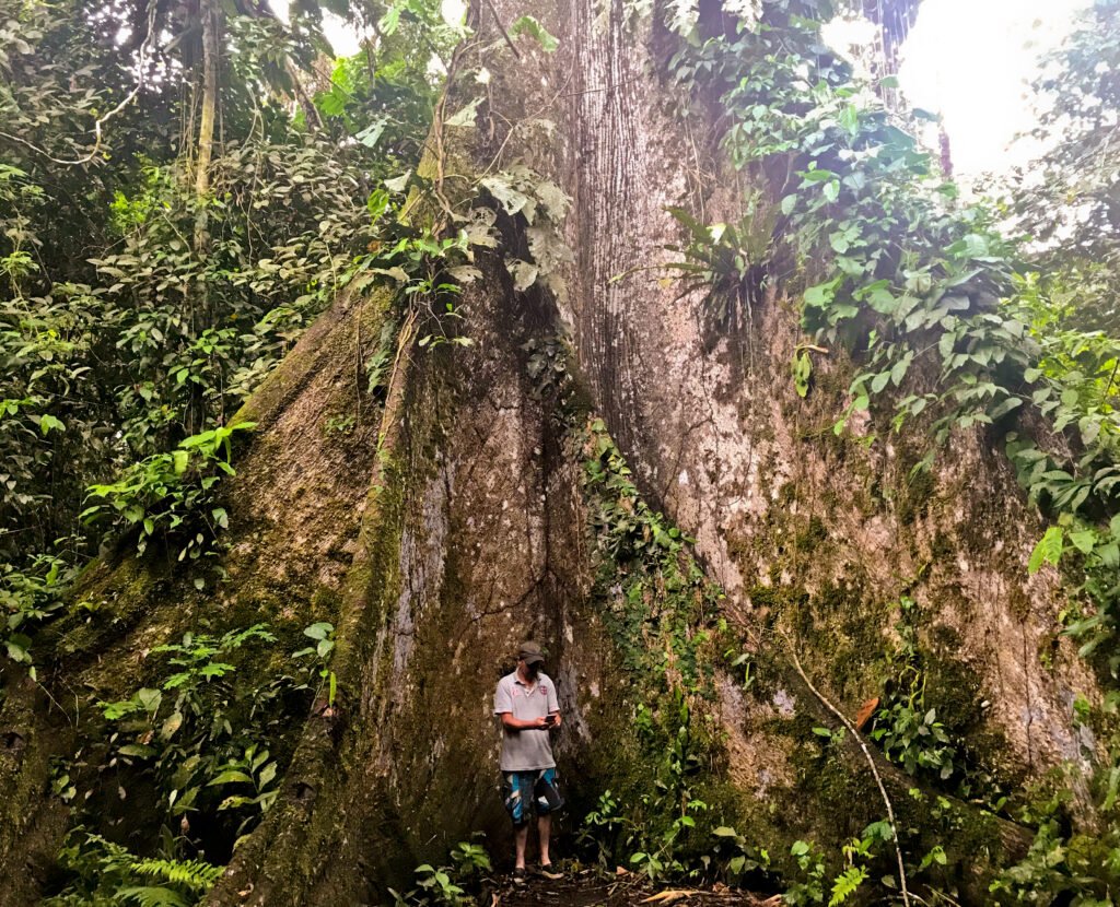 A man stands dwarferd by the roots of a kapok tree in the Ecuadorian Amazon. Wheely Tyred guide to Yasuní National Park