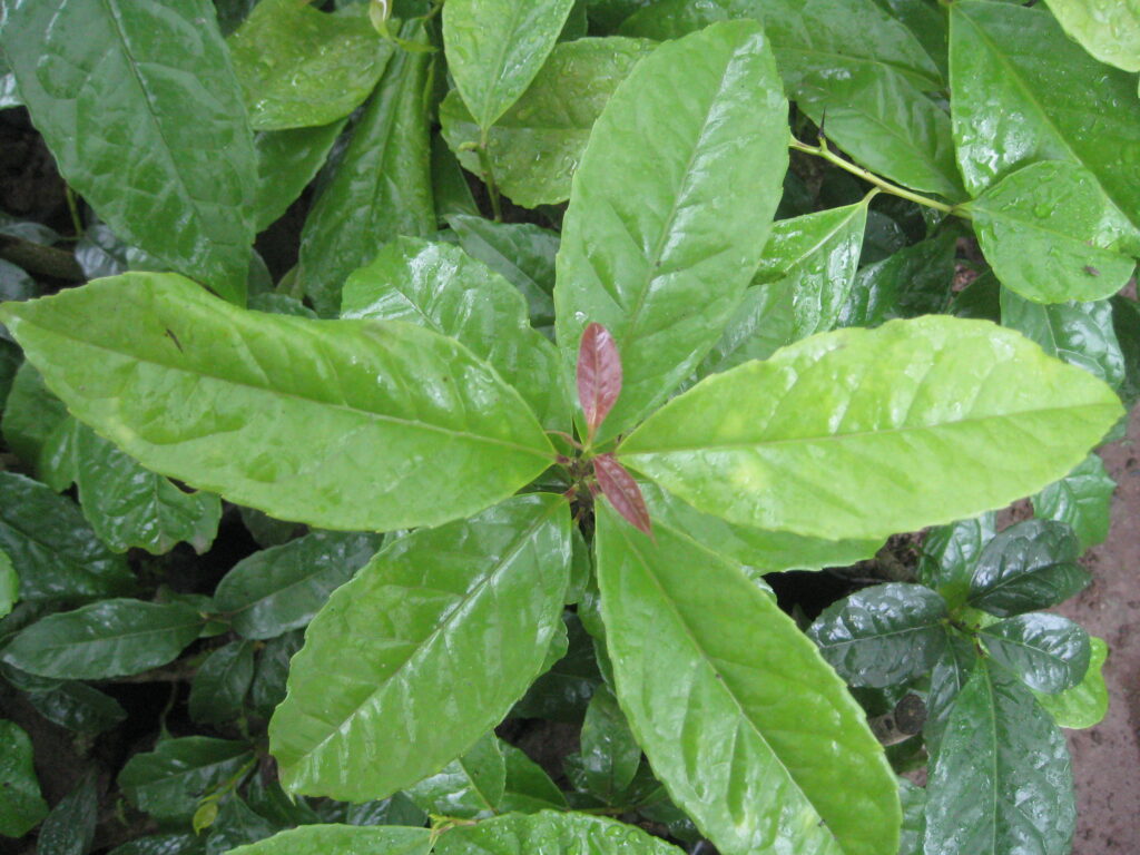 A green guayusa plant
