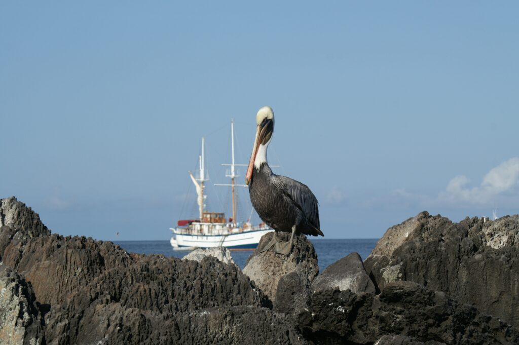 A seabird sits on some rocks with a large yacht floating in the water behind, on the Galápagos Islands.