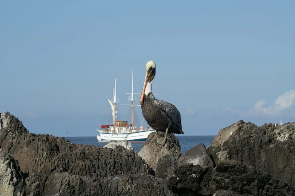 A seabird sits on some rocks with a large yacht floating in the water behind, on the Galápagos Islands.