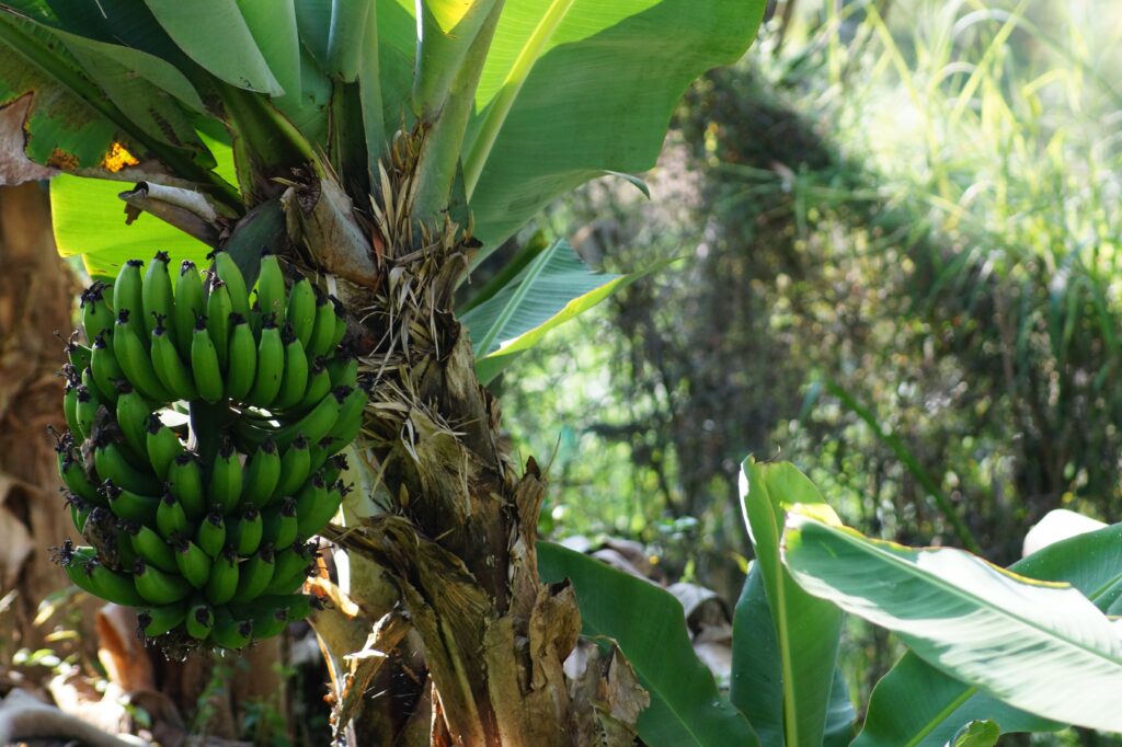 A huge bunch of plantains grows in a banana tree. Wheely Tyred Best Food on the Ecuadorian Coast