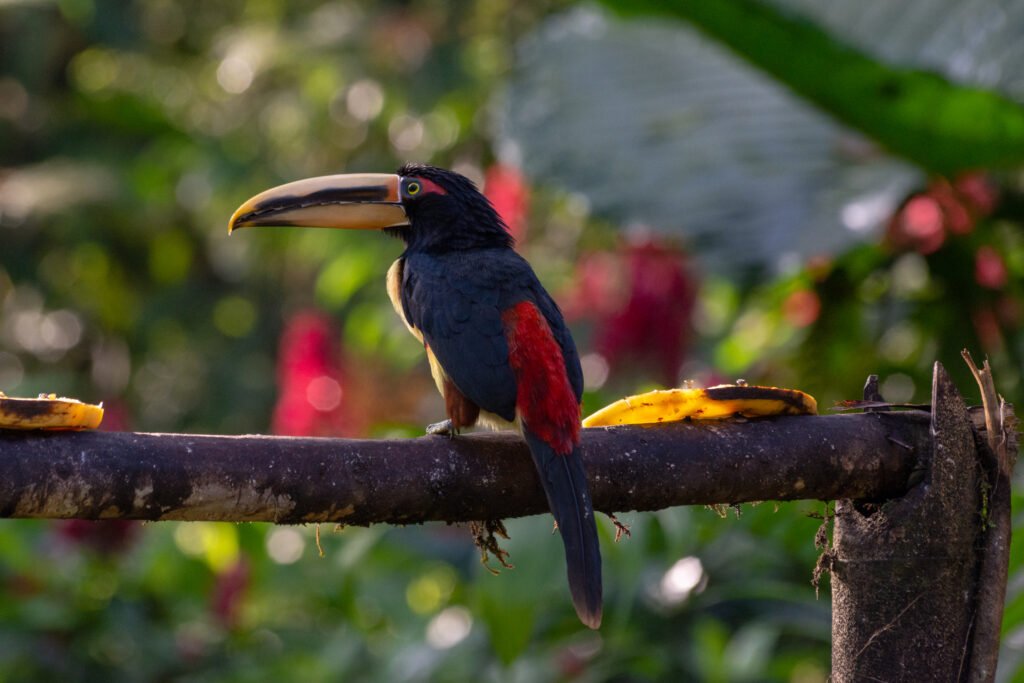Un aracari de mandíbula pálida en el Bosque Protector de Mindo, Ecuador.