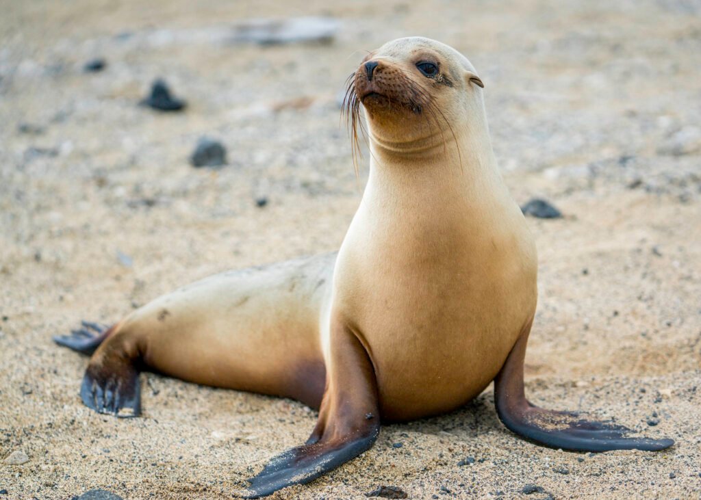 A sea lion on Las Tintoreras, Puerta Villamil, Isla Isabela