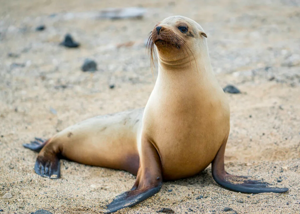 A sea lion on Las Tintoreras, Puerta Villamil, Isla Isabela
