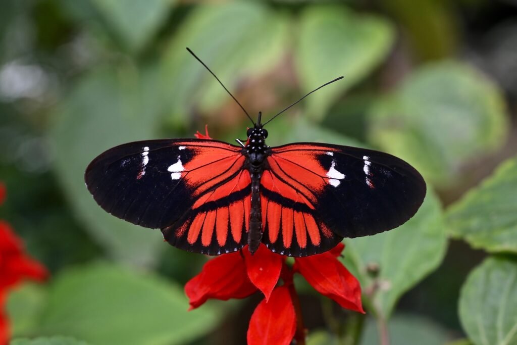 A butterfly with red and black wings in the mariposario de Mindo, Ecuador