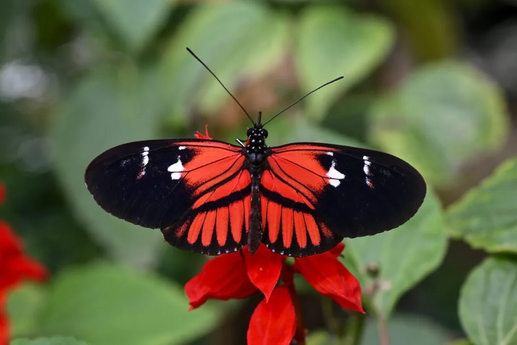 A butterfly with red and black wings in the mariposario de Mindo, Ecuador