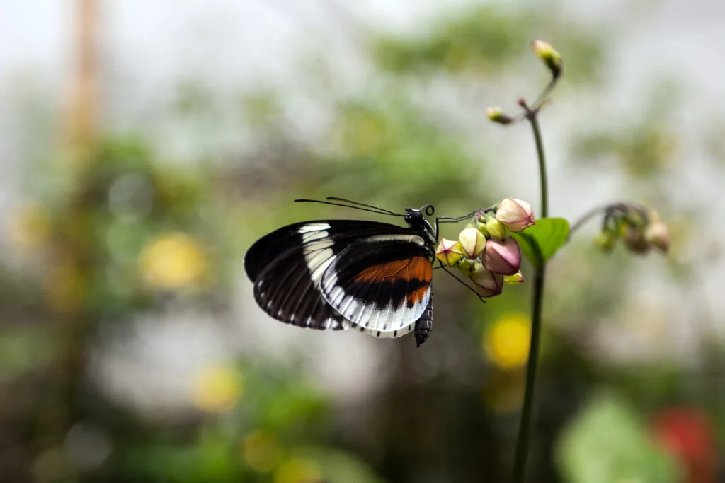 A brown, black and red butterfly on a branch in Mindo, Ecuador