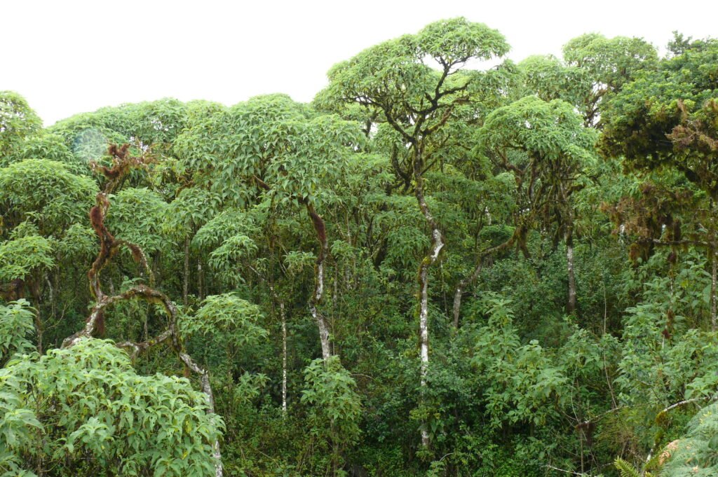A green forest of Scalesia trees on Santa Cruz, Galápagos Islands