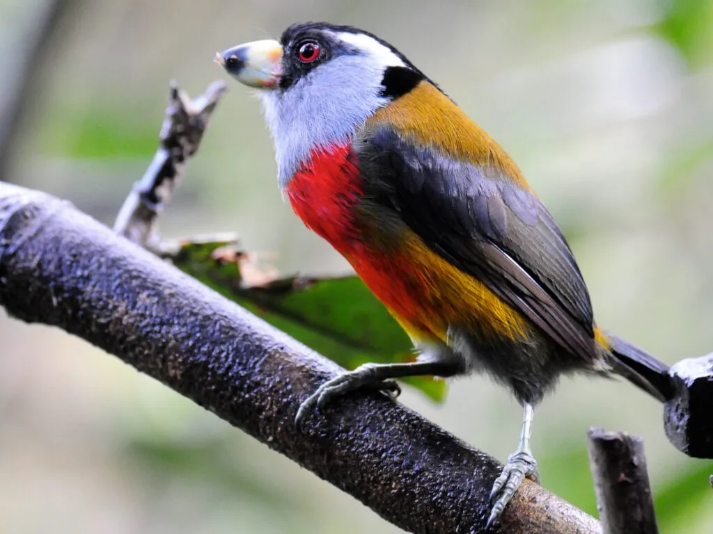 A red, black, yellow and white A Toucan Barbet in Mindo, Ecuador