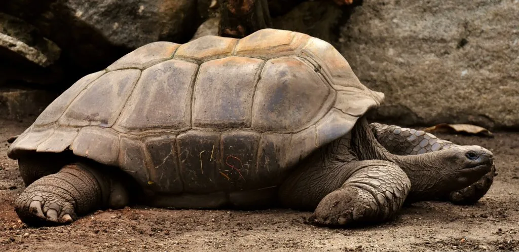 A giant tortoise on the Galápagos Islands. Wheely Tyred Hidden gems on Santa Cruz