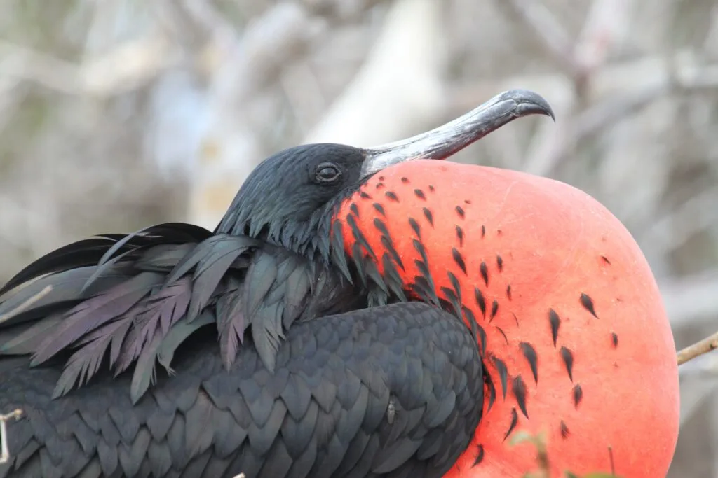 A frigate bird with a bright red, bulging throat on the Galápagos Islands