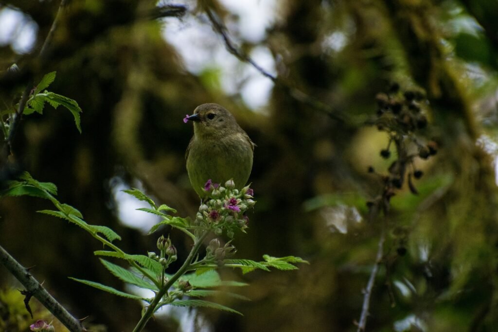 A green Galápagos finch sits in trees with a pink petal in its beak. Wheely Tyred Isla Isabela