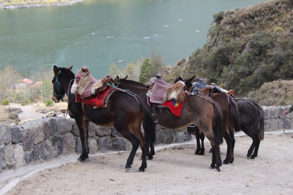 Three horses wait at a viewpoint over a caldera lake at Quilotoa, Ecuador