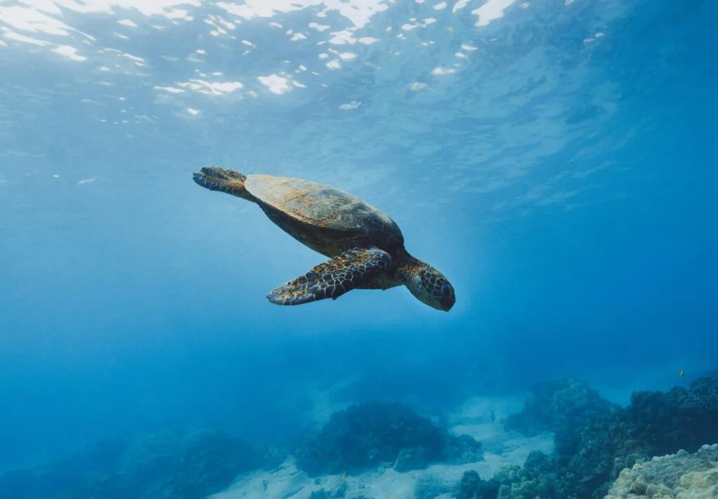 A sea turtle swims in the Pacific Ocean off the Galápagos Islands.