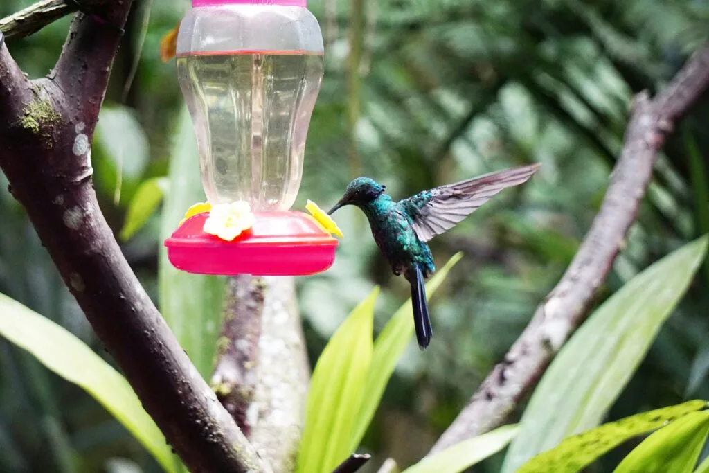 A hummingbird eats from a bird feeder in Mindo, Ecuador