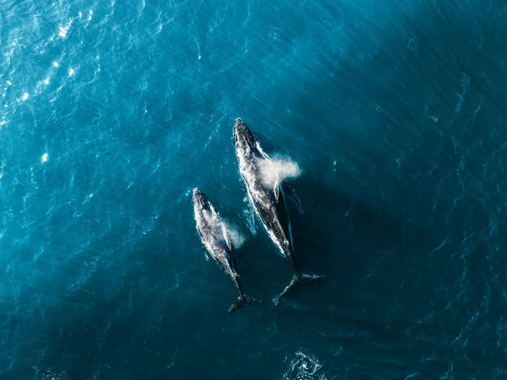 Two humpback whales swim through the blue sea in an aerial shot.