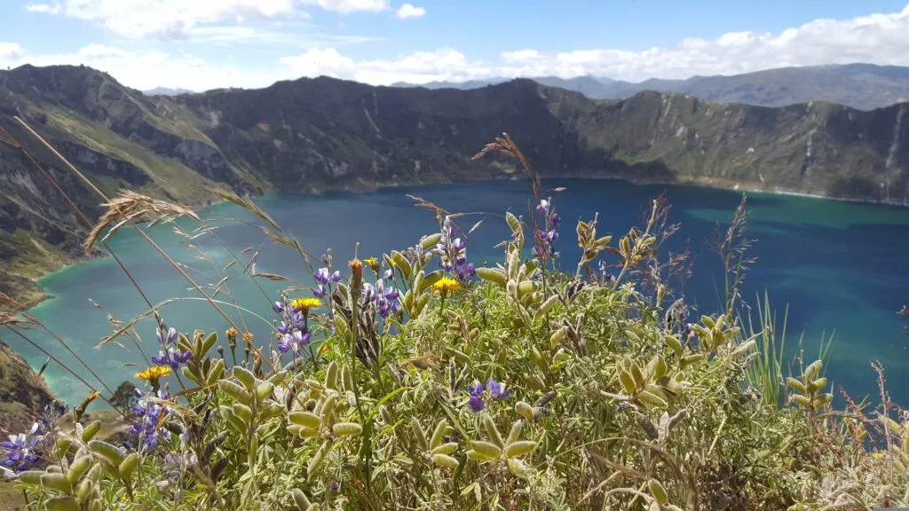 Wild flowers grow on the edge of the rim of the caldera above a bright blue lake at Quilotoa, Ecuador.