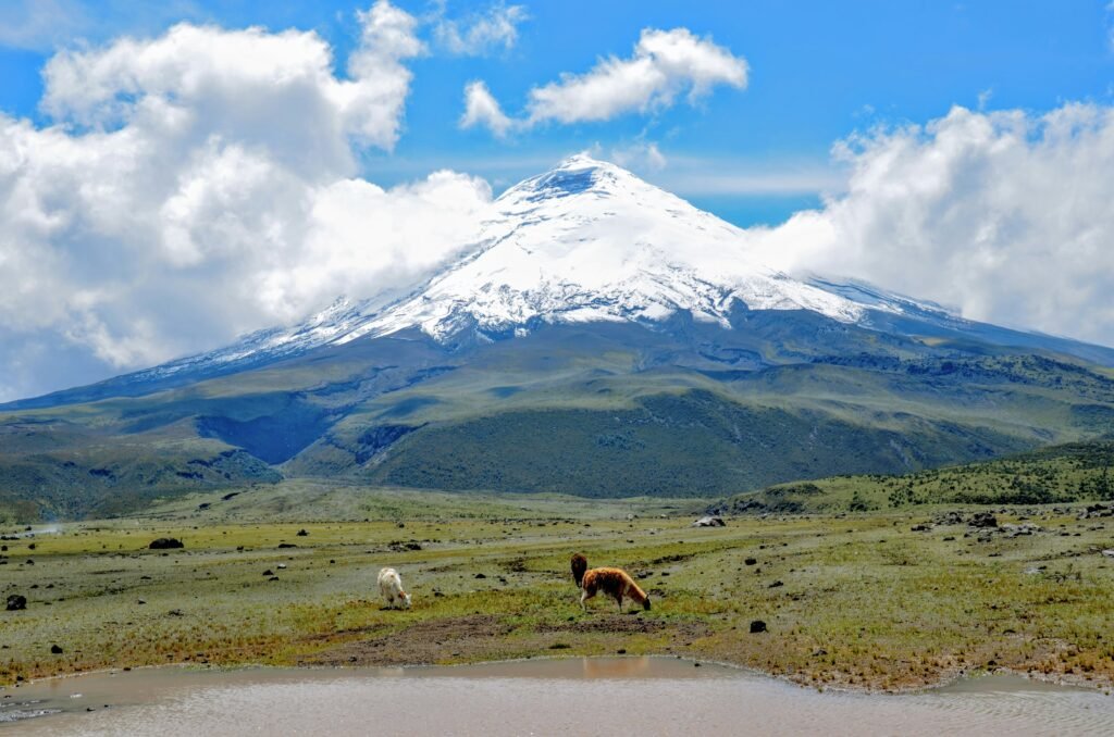 The snowcapped Cotopaxi Volcano towers over the páramo under blue skies in Ecuador.