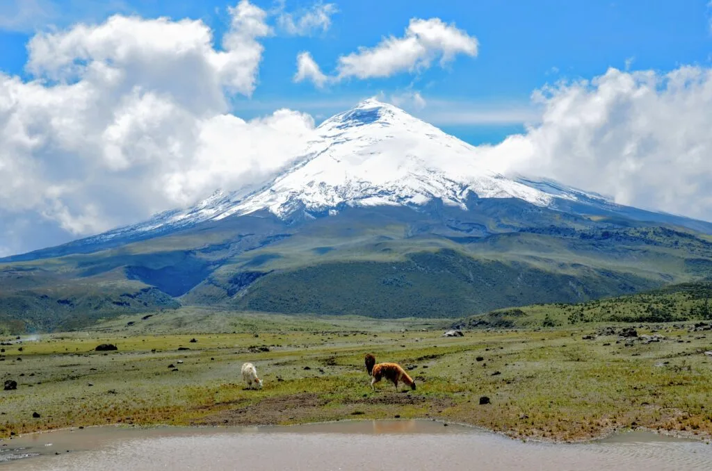 The snowcapped Cotopaxi Volcano towers over the páramo under blue skies in Ecuador.