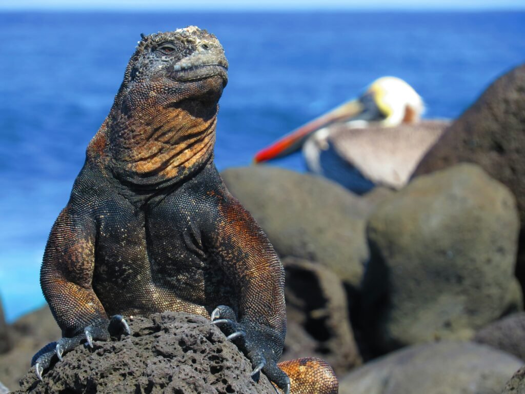 A marine iguana and pelican on the Galápagos Islands
