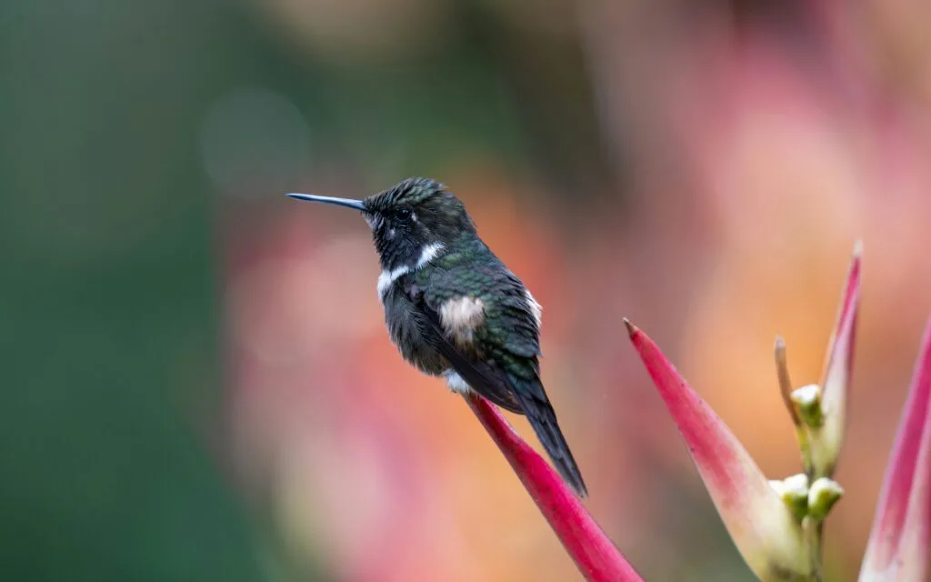 A hummingbird sits on a red flower in Mindo, Ecuador