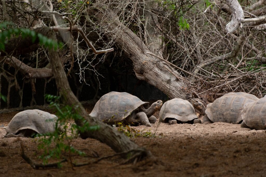 A large group of Galápagos giant tortoises walks through shrubs on Isla Isabela