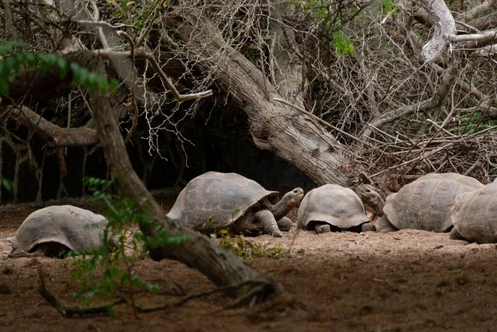 A large group of Galápagos giant tortoises walks through shrubs on Isla Isabela
