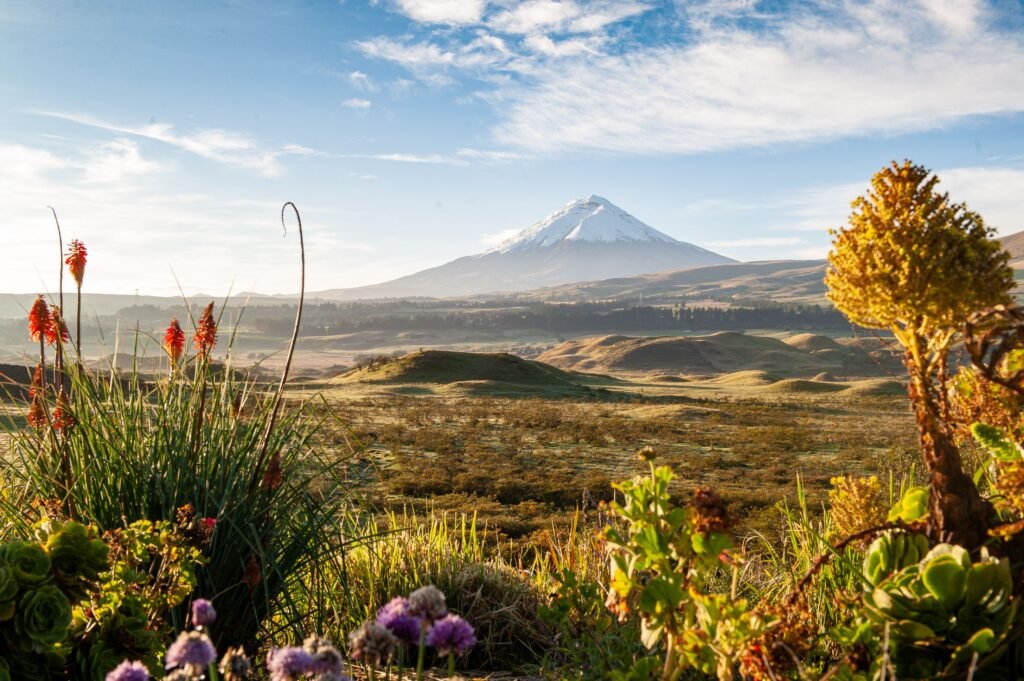 Breathtaking landscape of Cotopaxi Volcano with vibrant flora in Pichincha, Ecuador.