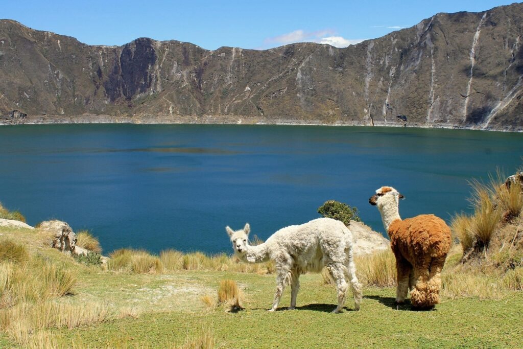 Two llamas grave on the edge of a caldera lake. One is brown and one is white, and is looking at the camera, in Quilotoa, Ecuador.