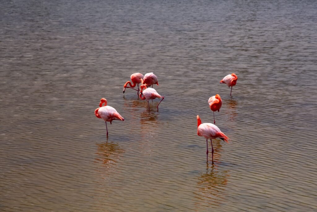 A small group of flamingos on an island in the Galápagos