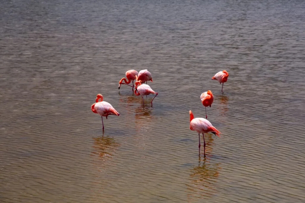 A small group of flamingos on an island in the Galápagos