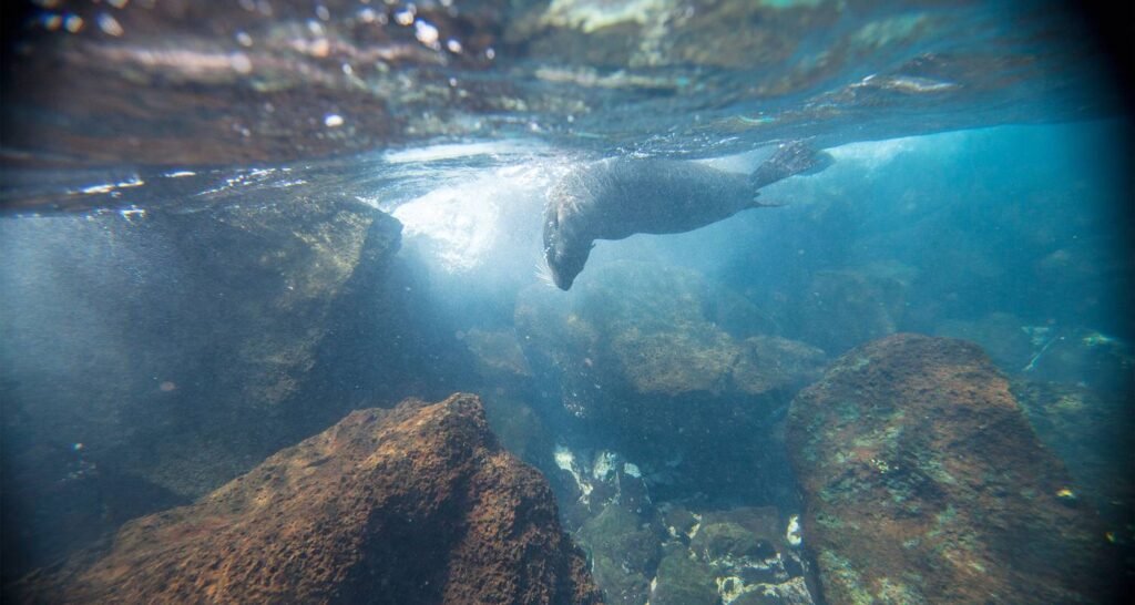 A sea lion dives beneath the sea in between a rocky outcrop on the Galápagos Islands