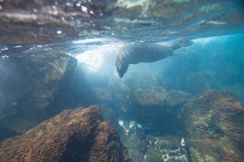 A sea lion dives beneath the sea in between a rocky outcrop on the Galápagos Islands