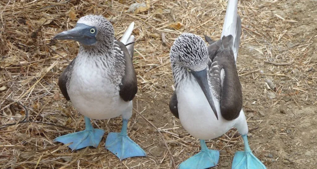 Two blue-footed boobies on Isla de la Plata, near Puerto Lopez, Ecuador
