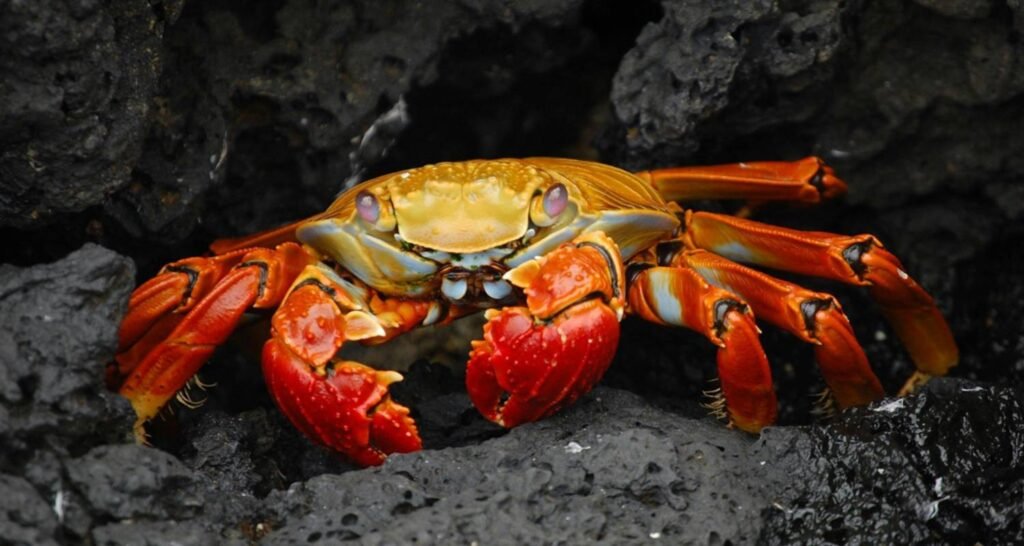 A red and yellow crab on Isla Isabela, Galápagos Islands