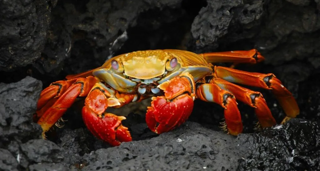 A red and yellow crab on Isla Isabela, Galápagos Islands