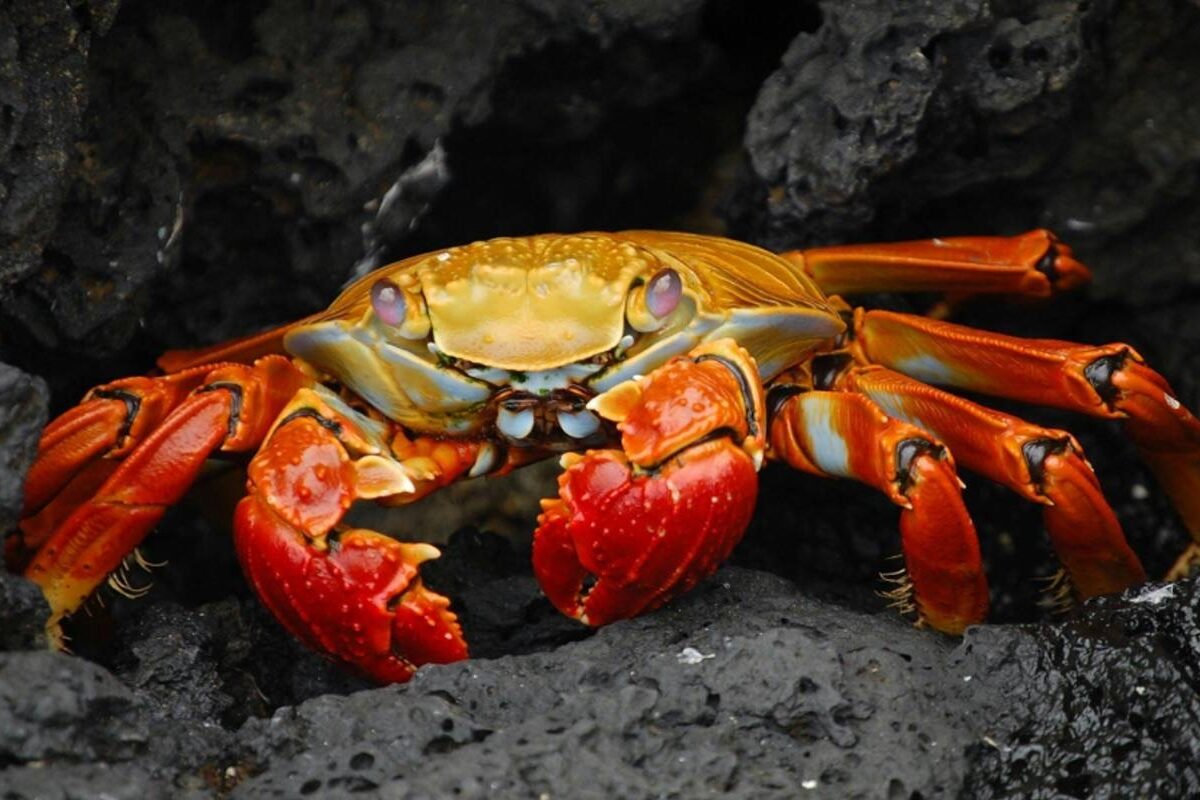 A red and yellow crab on Isla Isabela, Galápagos Islands