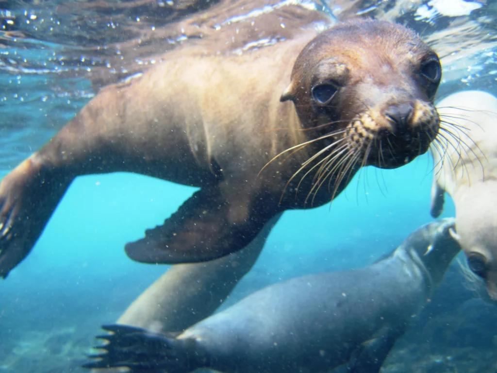 A sea lion swims underwater near Santa Fé, Galápagos