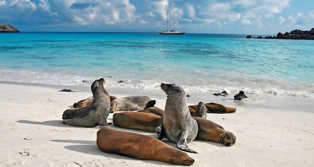 Sea lions rest on a beach with a sailboat floatong on the blue water behind in the Galápagos, Ecuador
