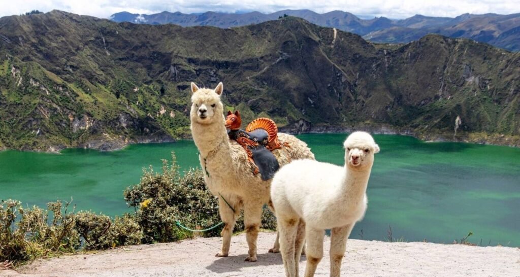Two llamas stand in front of the emerald lagoon at Lake Quilotoa, Ecuador. Wheely Tyred Best multi-day tours in Baños
