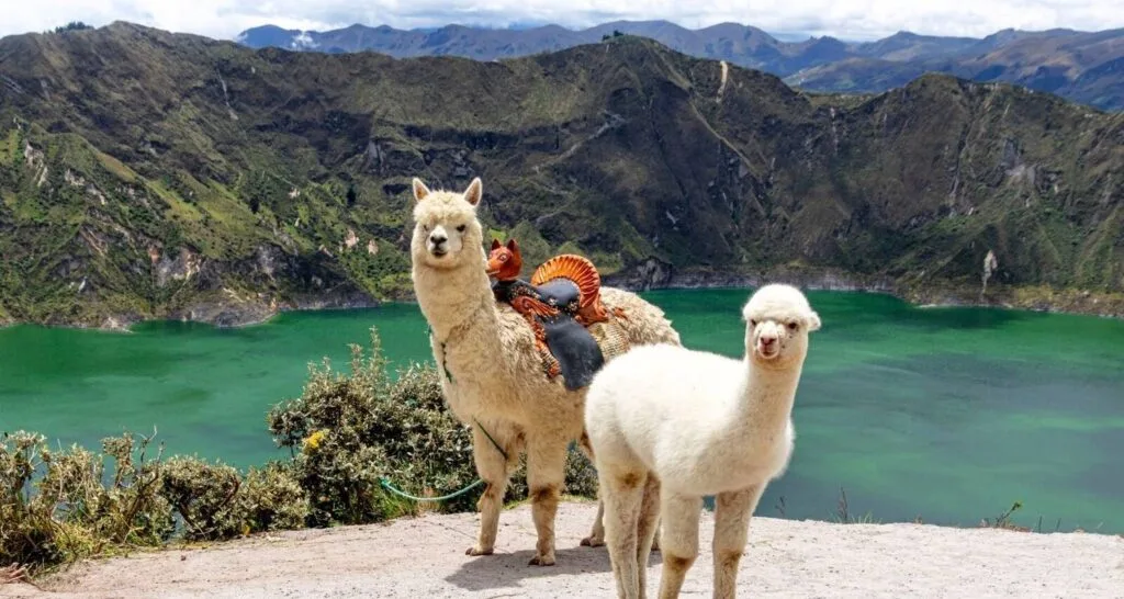 Two llamas stand in front of the emerald lagoon at Lake Quilotoa, Ecuador