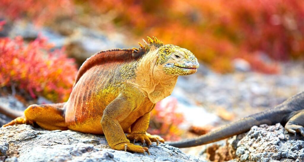 A yellow marine iguana sits on a rock in the Galápagos Islands, Ecuador
