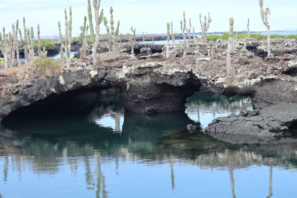 Basalt rock meet clear blur water. They have cacti growing out the top of them, on Isla Isabela, Galápagos Islands