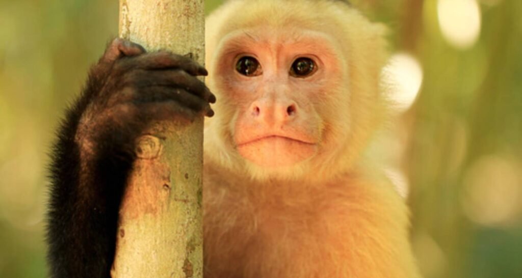 A little capuchin monkey holds onto a branch in the Amazon, Yasuní, Ecuador